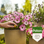 Pokon Terras- en Balkon Voedingskegels sfeer